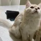 قطط