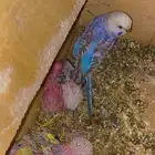 وذكر زيبرا تم بيع البادجي
