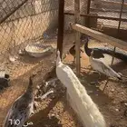 طاوس جوزين منتجات