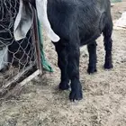 تيس عارضي فاخر