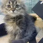 قطط كيتن للبيع