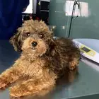 كلب بودل بيور للتبني