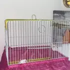 طير حب