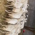 مارح ضان العدد 35 مع الفحل