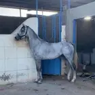 حصان
