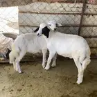 للبيع طلي و رخل