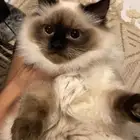 قط للبيع هملايا