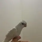 كروان البينو