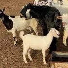 تيس سديس مشروط