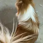 للبيع كلب أكرمكم الله