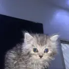 قطو للبيع ذكر متوالف معه كل اغراضه