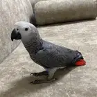 فرخ كاسكو