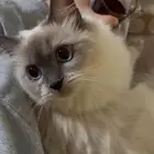 قطة للتبني