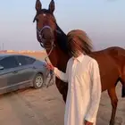 فرس سبقق انقليزيه كاسبه  .