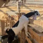 تيس حجازي للبيع