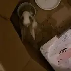 ارنب اليف ونضيف مرره