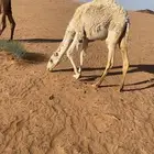 بكره للبيع