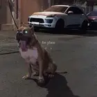 للتلقيح فقط American bully XL اميركان بولي