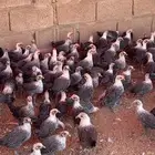 للبيع صوص دجاج فيومي