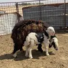 نهجه هجين