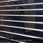 حيوان الضاهر انه بطه