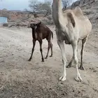 خلفه للبيع