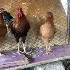 أربع دجاج طقم وديك