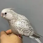 للبيع كروان ترببه نهاية غر