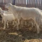 خروف فحل شرط