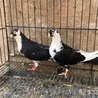 حمام جلستر قلاب