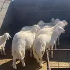 خرفان طليان جبر