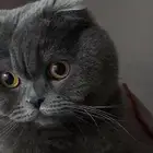 قطه من نوع نادر