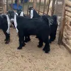 تيوس وجفار عوارض