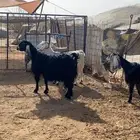 معزا عوراض