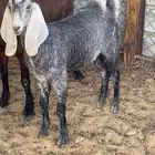 جفرة طيبه للبيع