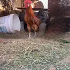 ديك للبيع. اذان وتلقيح ميه بل ميه وحر نوعه بلدي