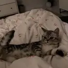 قطوه انثى 3 شهور