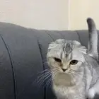 سكوتش فولد بيور للبيع
