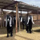 جفرات عوارض للبيع