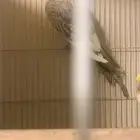 زوج كروان منتج الذكر حار