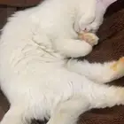 قطو أنثى اثنين مفقودين على رجولهم حنه الي يحصلهم له مكافأ