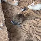 ذكور ارانب