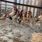 ديوك باكستاني فاخرة ارتفاع عالي