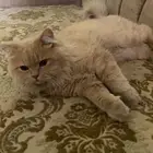 قط شيرازي للبيع