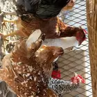 دجاج بياض بلدي وتركي الديك ابو تاج افرق