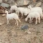 غنم ضان صنف الصنف