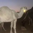 بعير فحل اوضح