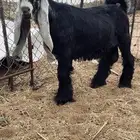 تيس عارضي صنف فاخر
