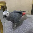 العمر سنتين ونص