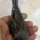 للبيع دكر كناري فاتح تغريد